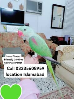 Hand Tamed Friendly Confirm Raw Male Parrot Jumbo Size