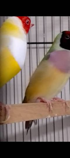 Exhibition Red Eye Lady Gouldian and Java Pairs Available