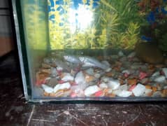 2 pair molly fish