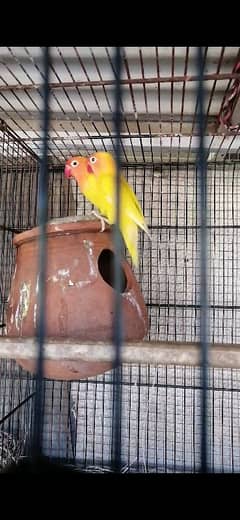 Lutino Lovebird pair/Green opline female