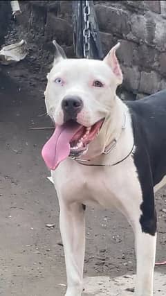 Pitbull