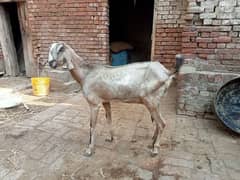 goat for sale 03052593845