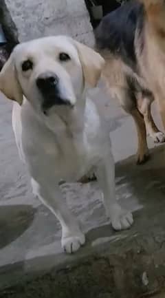 labrador