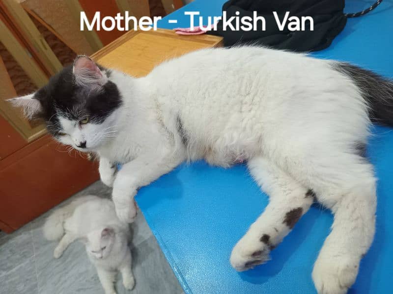 Russian Snow white & Turkish Van cross breed long hair & tail 3