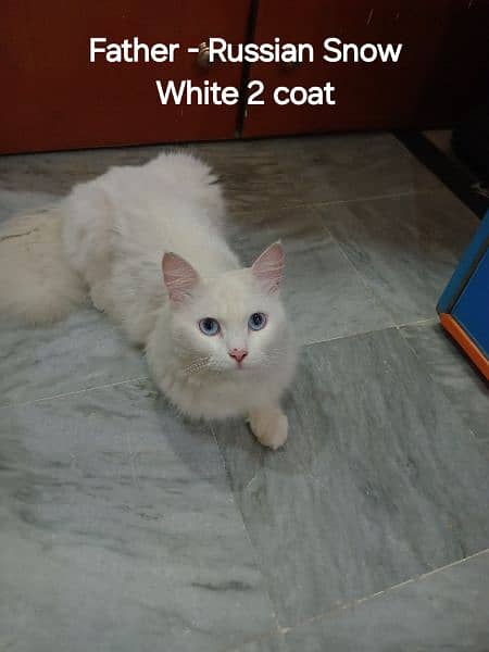 Russian Snow white & Turkish Van cross breed long hair & tail 4