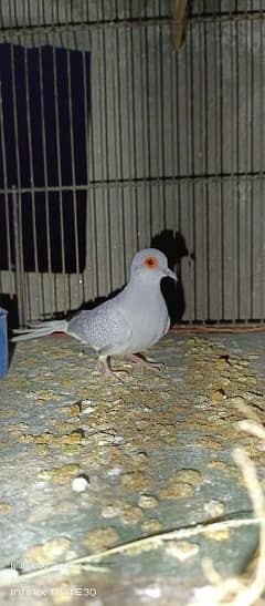 Breeder pair of dove for sale