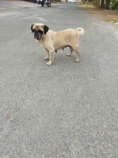 Pug female for sale