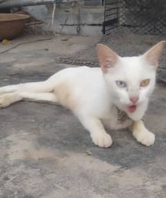 Beautiful Home cat khao manee