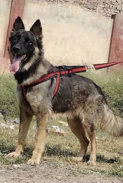 Buagyary female age 11 month sequrty train for sale