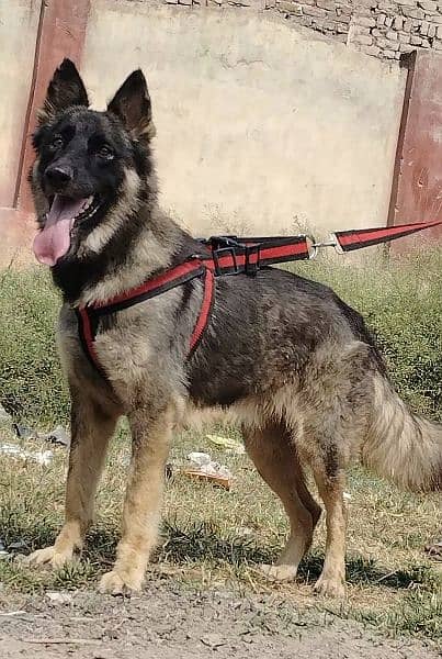 Buagyary female age 11 month sequrty train for sale 0