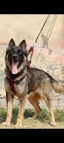 Buagyary female age 11 month sequrty train for sale 2