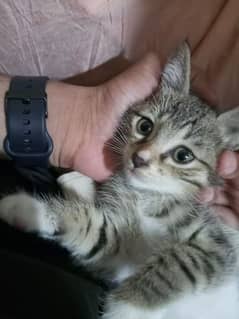 Beautiful kitten for sale 0