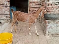 pregnant bakri for sale 03052593845