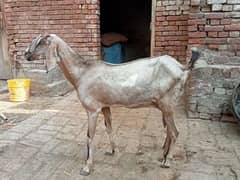 pregnant bakri for sale 03052593845