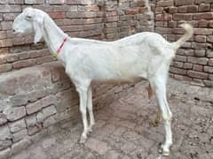 pregnant bakri for sale 03052593845