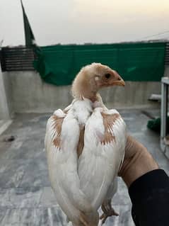 Heera Chicks For Sale