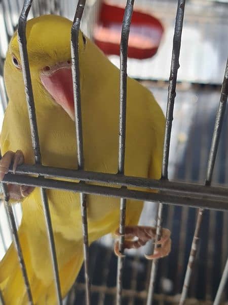 Yellow Ringneck breeder female 2 saal age Ready to breed 0