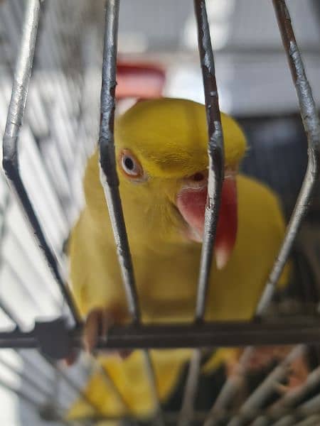 Yellow Ringneck breeder female 2 saal age Ready to breed 1