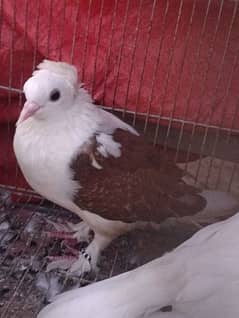 fancy pigeons for sale and high flying pigeons for sale also.