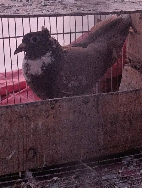 fancy pigeons for sale and high flying pigeons for sale also. 1