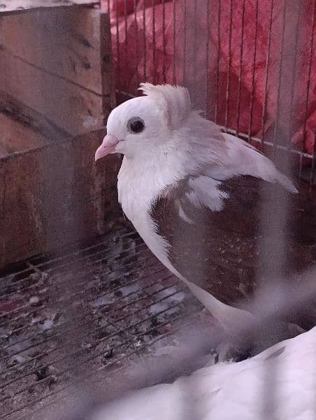 fancy pigeons for sale and high flying pigeons for sale also. 2