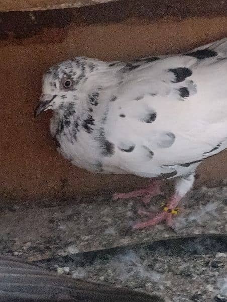 fancy pigeons for sale and high flying pigeons for sale also. 4