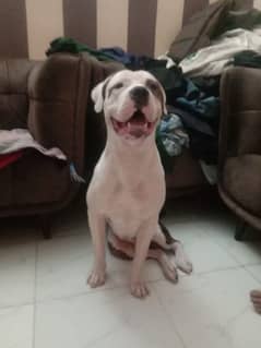 American bully