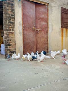 Fancy pigeons (laky & Sherazi)