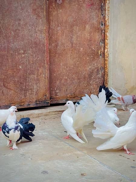 Fancy pigeons (laky & Sherazi) 1