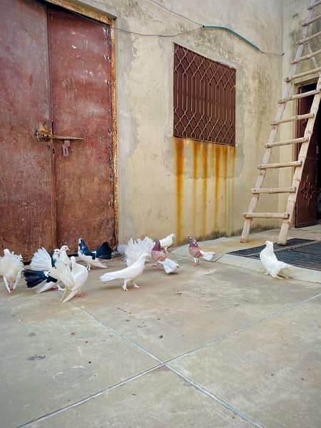 Fancy pigeons (laky & Sherazi) 2