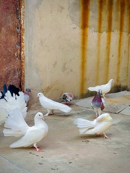 Fancy pigeons (laky & Sherazi) 3