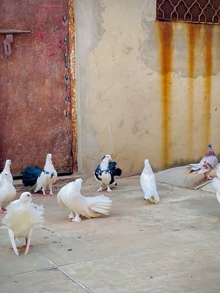 Fancy pigeons (laky & Sherazi) 4