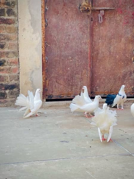 Fancy pigeons (laky & Sherazi) 5