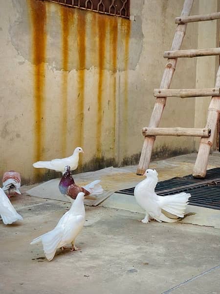 Fancy pigeons (laky & Sherazi) 7