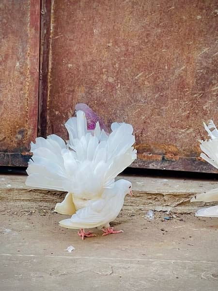 Fancy pigeons (laky & Sherazi) 9