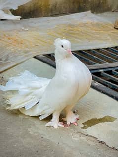 Fancy pigeons (laky & Sherazi)