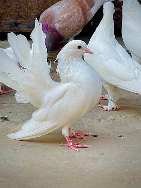 Fancy pigeons (laky & Sherazi) 11