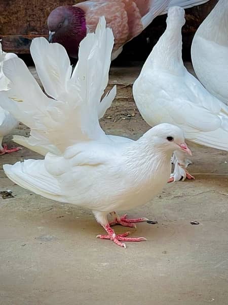 Fancy pigeons (laky & Sherazi) 12