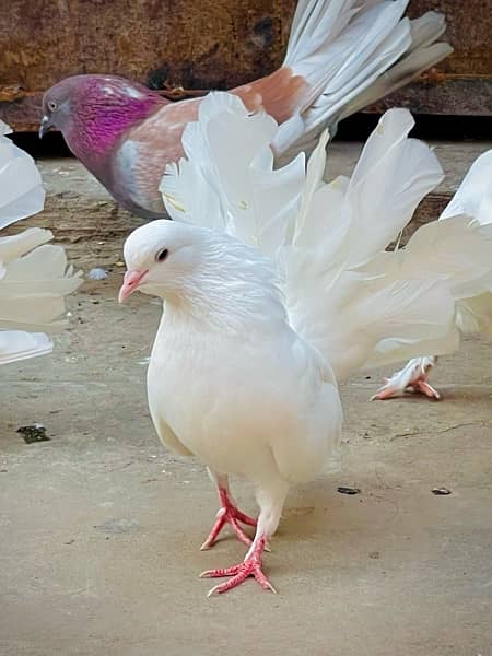 Fancy pigeons (laky & Sherazi) 13