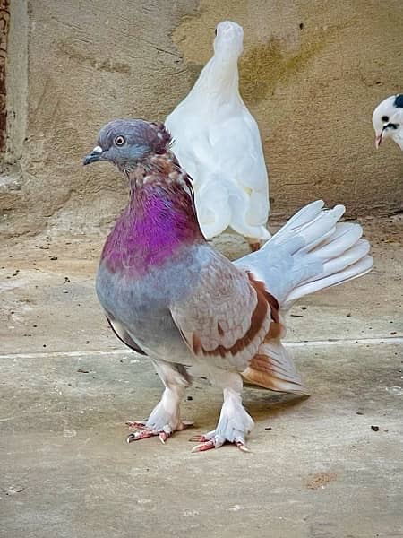 Fancy pigeons (laky & Sherazi) 14