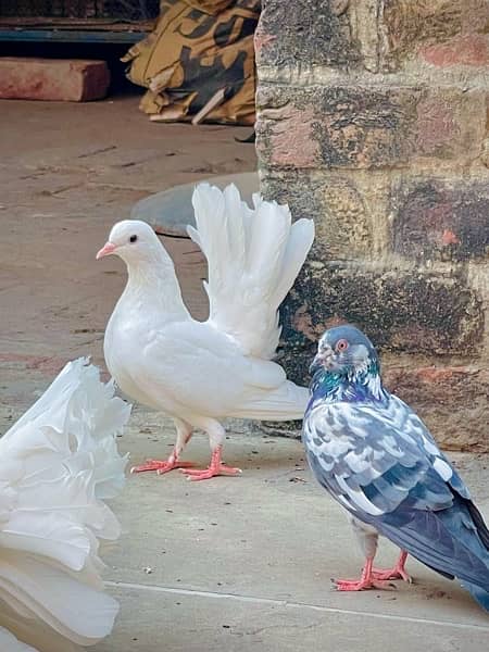 Fancy pigeons (laky & Sherazi) 15