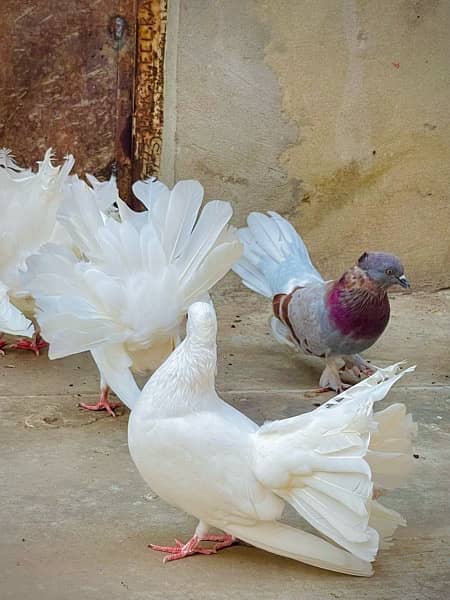 Fancy pigeons (laky & Sherazi) 16