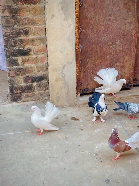 Fancy pigeons (laky & Sherazi) 17