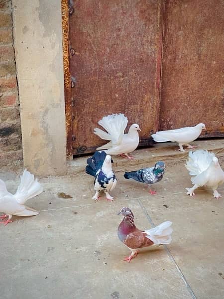 Fancy pigeons (laky & Sherazi) 19