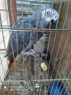 African grey