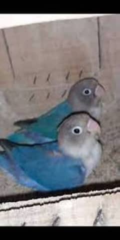 exchnage Diemond pied Dove and love birds