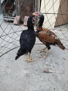 Aseel Sindhi Pair Chicks.