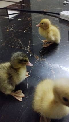 cute duck chicks