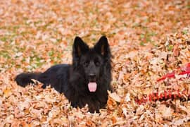 German shepherd black female puppy