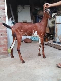 1-2-3 female goats for sale